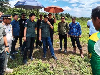 Langkah Kaki di Tanah Basah: Menenun Harapan Pangan dari Pelosok Wiwirano