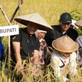 Bupati Konawe Utara Hadiri Panen Raya Padi Gogo di Desa Asemi Nunulai, Dorong Penguatan Ketahanan Pangan