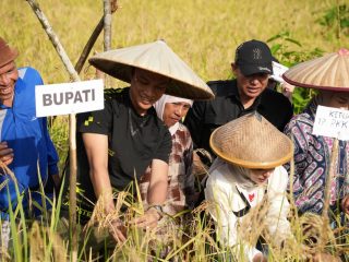 Bupati Konawe Utara Hadiri Panen Raya Padi Gogo di Desa Asemi Nunulai, Dorong Penguatan Ketahanan Pangan